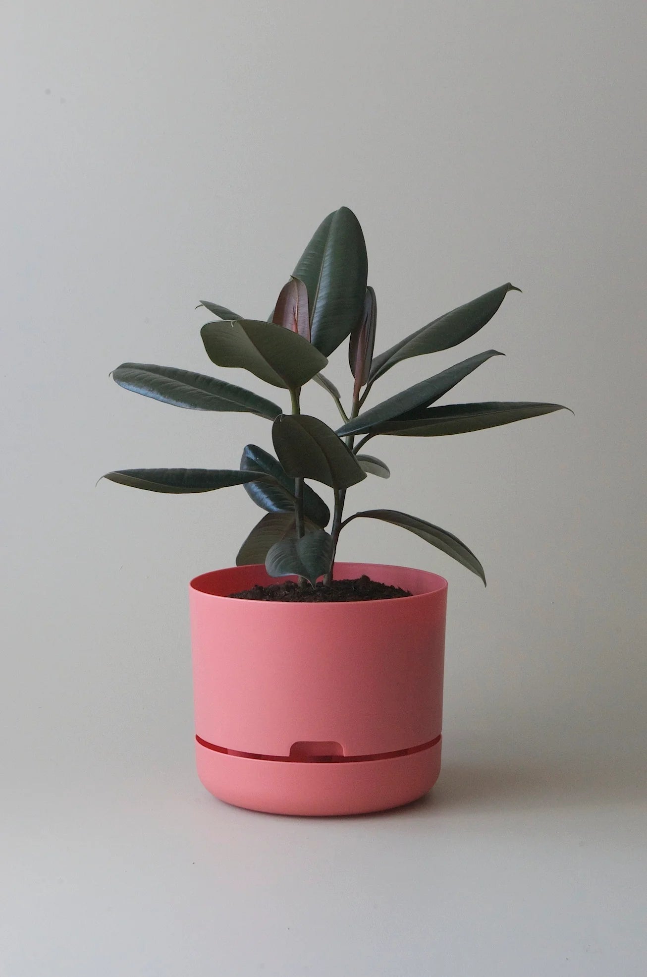 MR KITLY x Decor Selfwatering Plant Pot 250mm