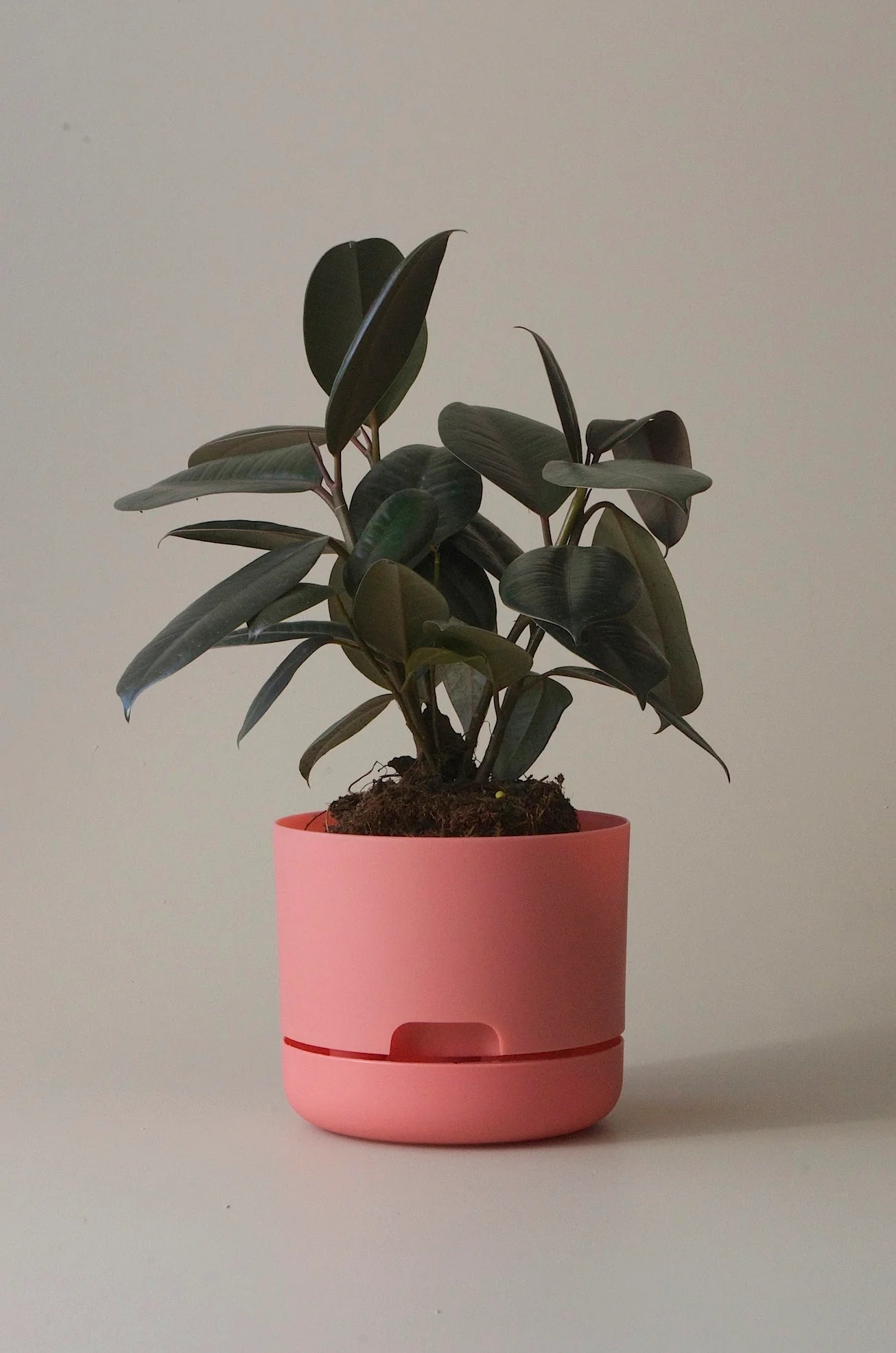MR KITLY x Decor Selfwatering Plant Pot 170mm
