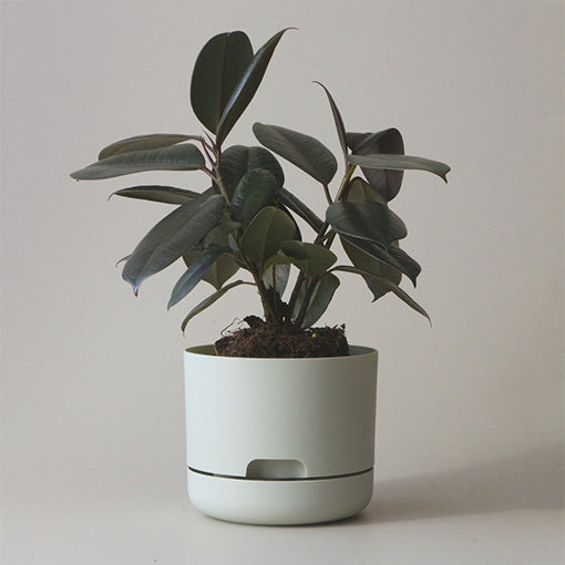 MR KITLY x Decor Selfwatering Plant Pot 170mm