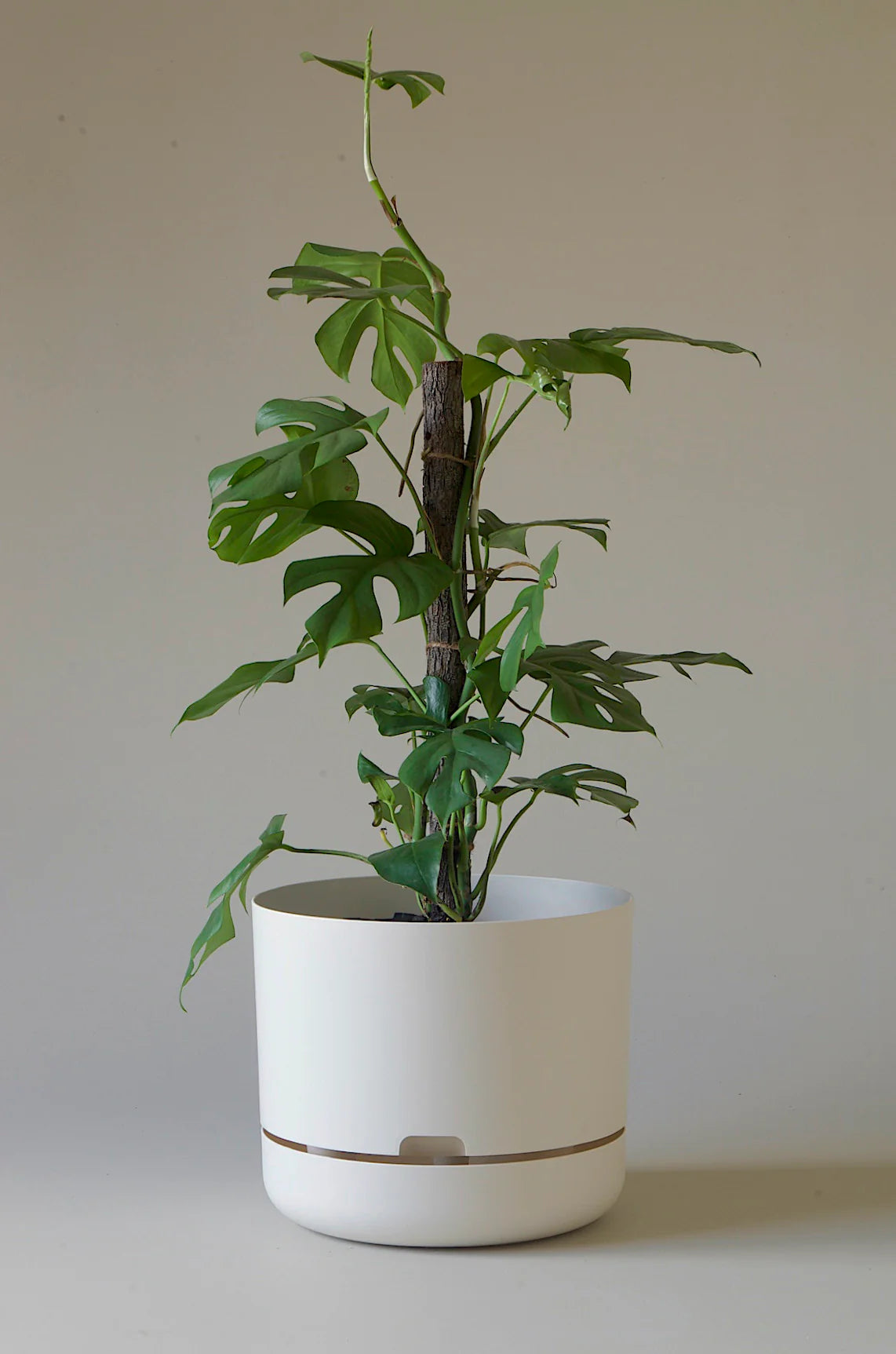 MR KITLY x Decor Selfwatering Plant Pot 300mm