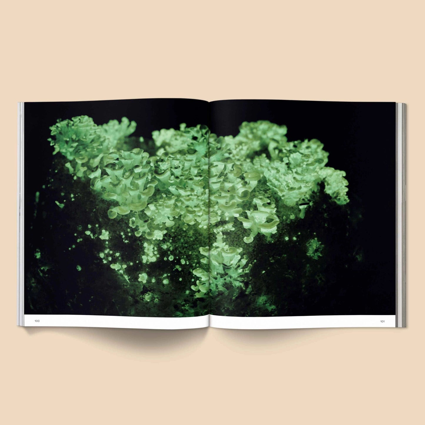 BroccoliBROCCOLI MAGAZINE - Spores: Magical Mushroom Photography BookPreston Apothecary