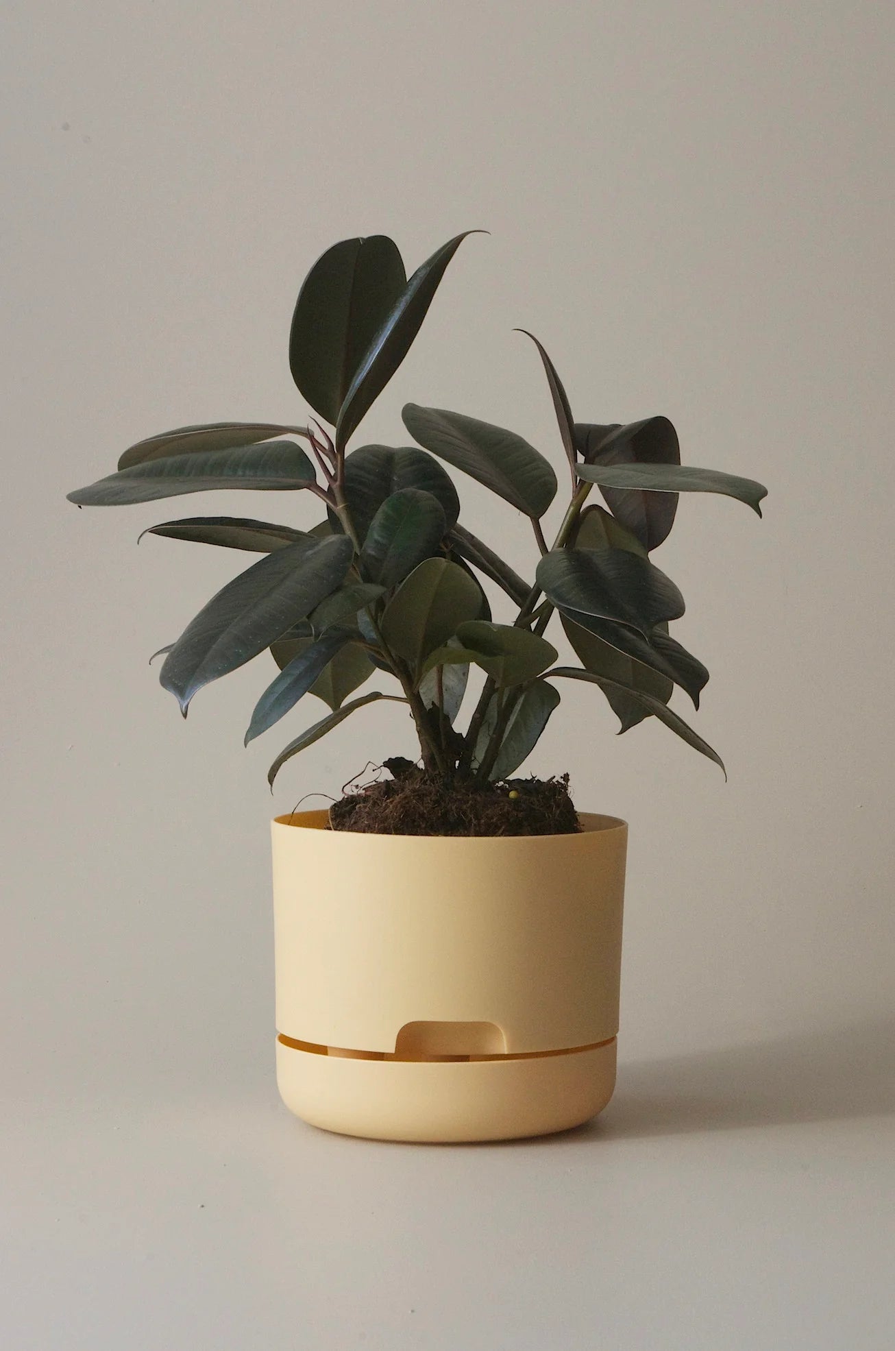 MR KITLY x Decor Selfwatering Plant Pot 170mm