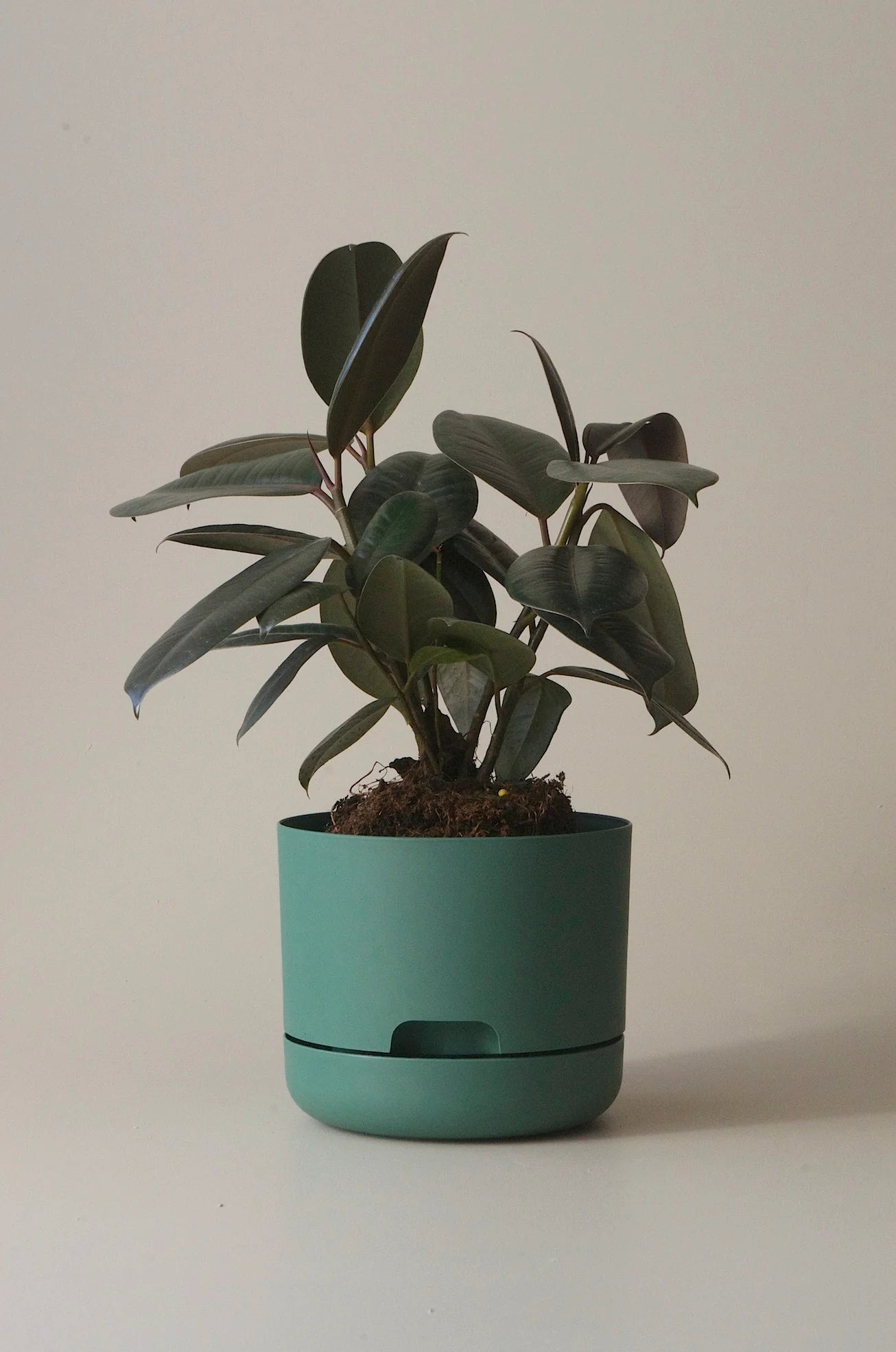 MR KITLY x Decor Selfwatering Plant Pot 170mm