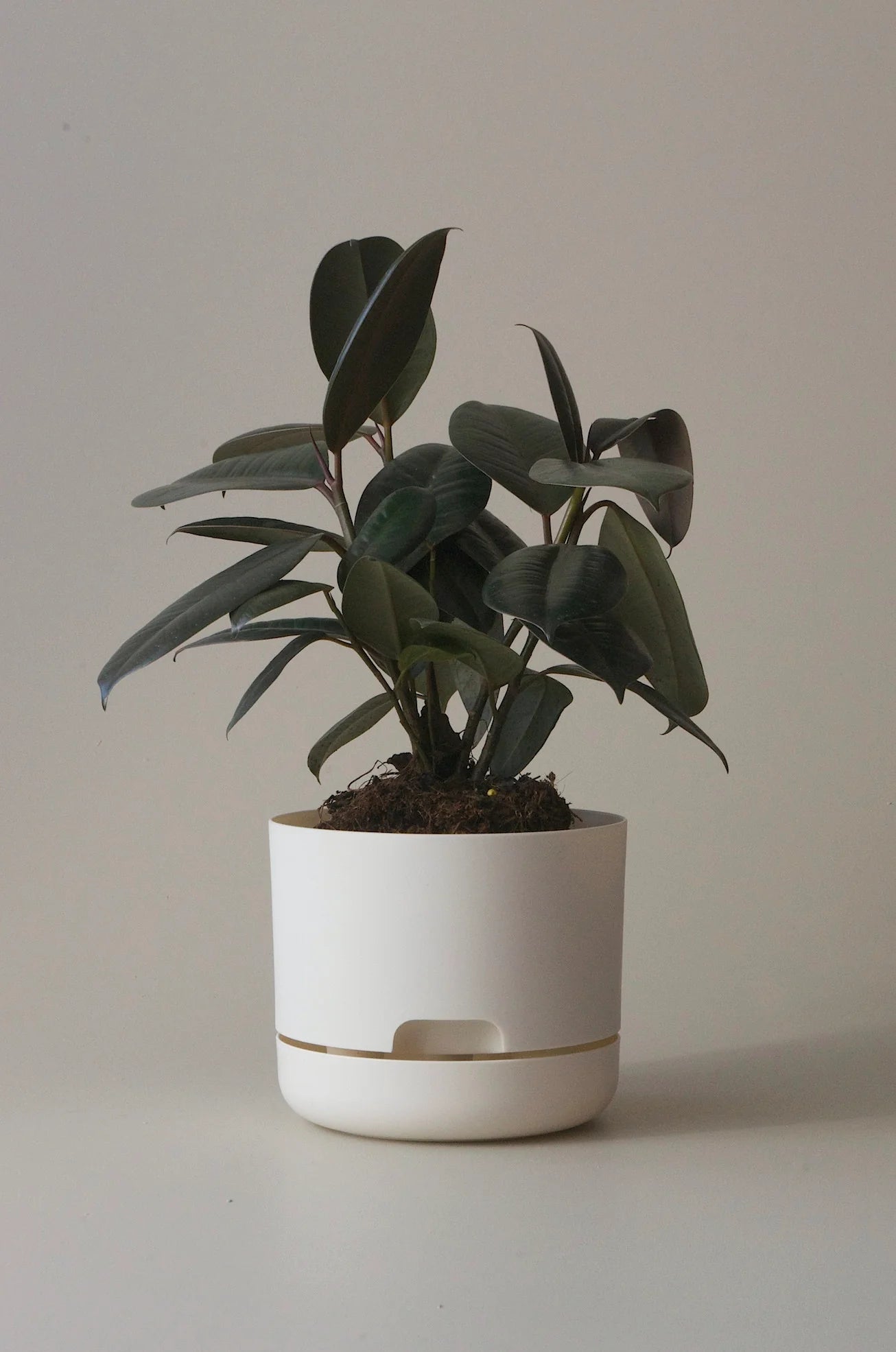 MR KITLY x Decor Selfwatering Plant Pot 170mm